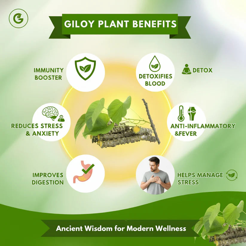 Herbal Giloy Patches 🌿✨ (Buy 1 Get 1 Free🔥🔥)