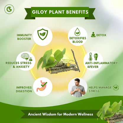 Herbal Giloy Patches 🌿✨ (Buy 1 Get 1 Free🔥🔥)